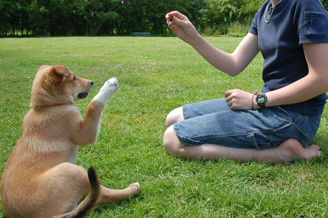 Barrie Dog Trainer