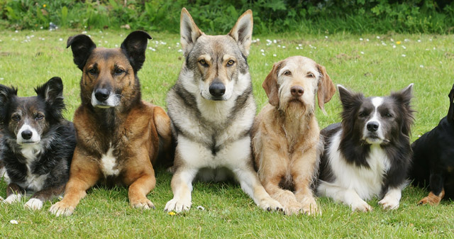 Dog boaring training in Collingwood